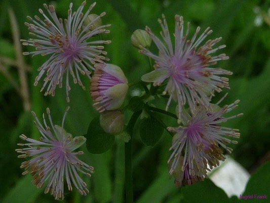 Thalictrum aquilegifolium - Akeleiblättrige Wiesenraute