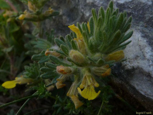 Ajuga chamaepitys / Gelber Günsel