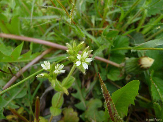 Cerastium glomeratum / Knäuel-Hornkraut    III-IX