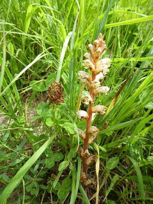 Orobanche minor / Kleine Sommerwurz, Kleewürger    (Baden-Württemberg: Vorwarnstufe)