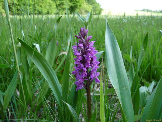 Dactylorhiza majalis / Breitblättrige Fingerwurz