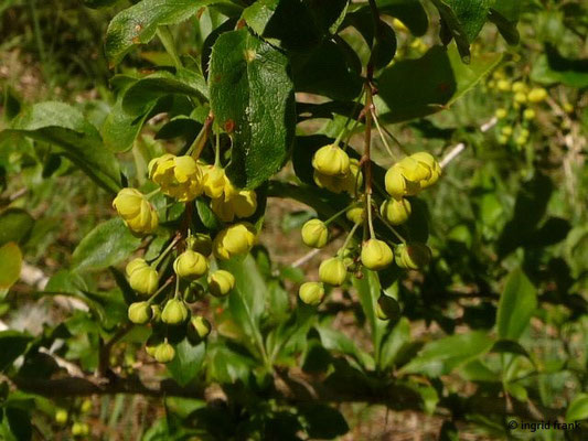 Berberis vulgaris - Gewöhnliche Berberitze, Sauerdorn