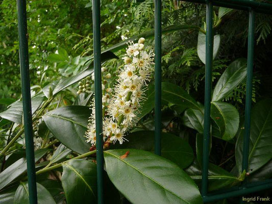 Prunus laurocerasus / Kirschlorbeer