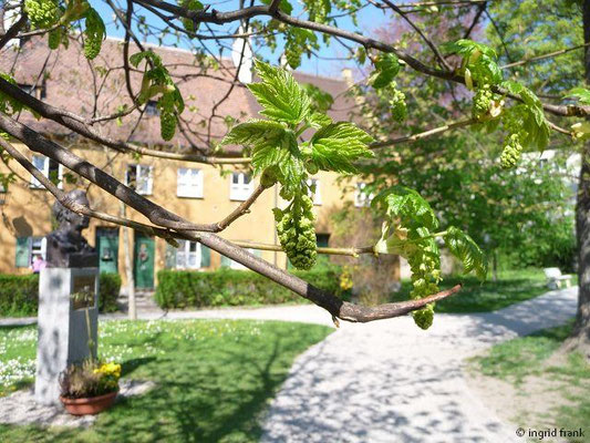 Acer pseudoplatanus / Berg-Ahorn