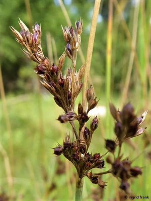 Juncus inflexus / Blaugrüne Binse