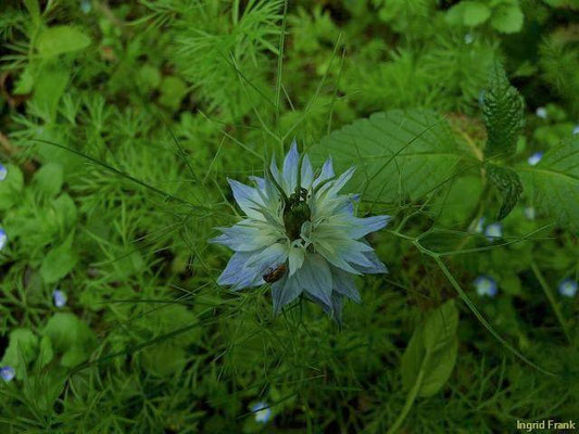 Nigella damascena / Damaszener Schwarzkümmel, Jungfer im Grünen