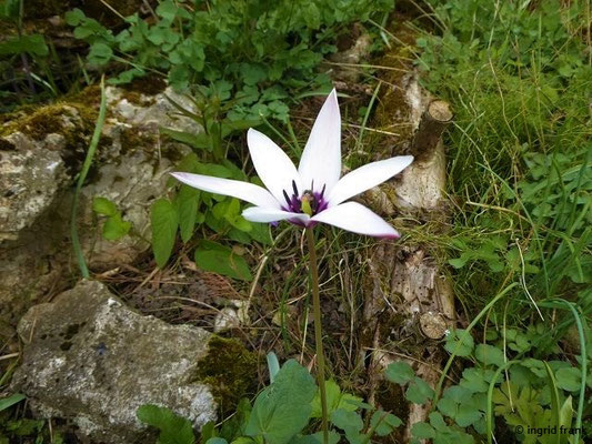 Tulipa clusiana / Damen-Tulpe (19.04.2019; Botanischer Garten der Universität Basel)