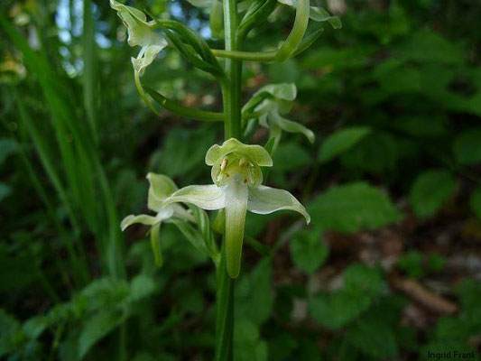 Platanthera chlorantha / Grünliche Waldhyazinthe