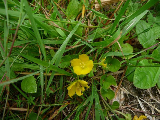 Lysimachia nummularia / Pfennigkraut