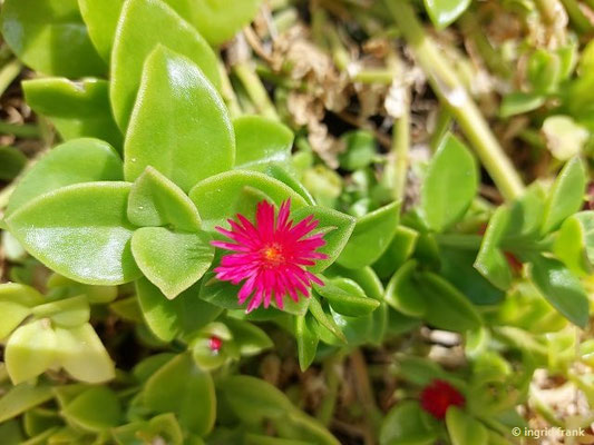 ptenia cordifolia / Herzblättrige Mittagsblume