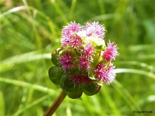 Sanguisorba minor / Kleiner Wiesenknopf