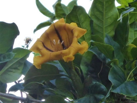 Solandra grandiflora - Goldkelch (Heimat: Mexiko)