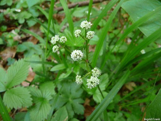 Sanicula europaea / Wald-Sanikel