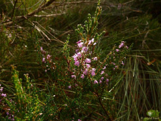 Calluna vulgaris