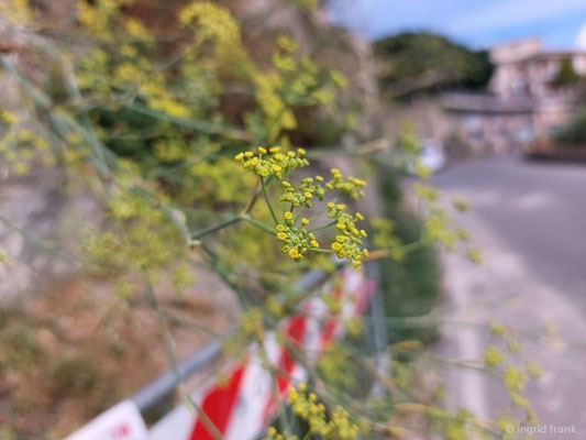 Foeniculum vulgare / Gewöhnlicher Fenchel
