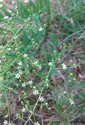 06.06.2025 - auf dem Östlichen Oberbergfels (Eckfelsen) bei Bad Ditzenbach im oberen Filstal