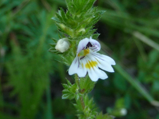 Euphrasia officinalis / Echter Augentrost