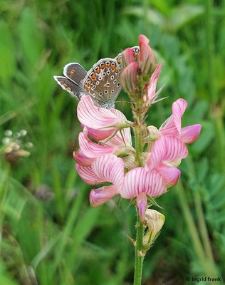 Onobrychis viciifolia / Saat-Esparsette  (03.06.2025; NSG Haarberg - Wasserberg)