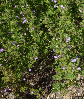 Teucrium botrys / Trauben-Gamander VII-IX  (20.06.2022; Botanischer Garten der Universität Konstanz)
