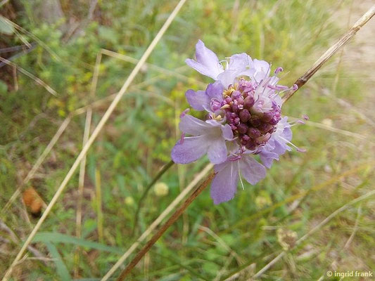 Scabiosa canescens / Graue Skabiose, Duft-Skabiose    VII-XI