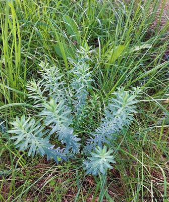 Euphorbia seguieriana / Steppen-Wolfsmilch
