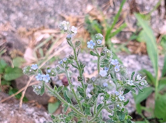 Lappula squarrosa / Kletten-Igelsame  VI-VII  (02.07.2023; Botanischer Garten Universität Heidelberg)
