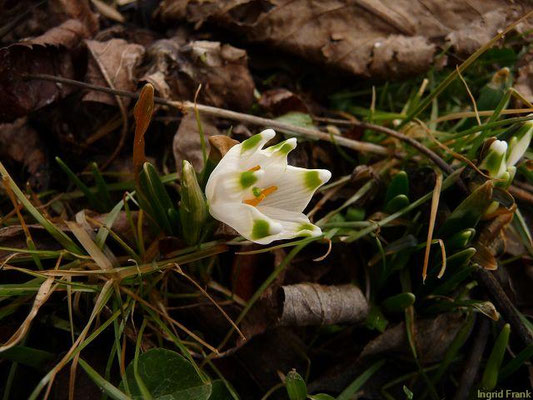 Leucojum vernum / Märzenbecher