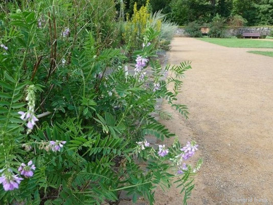 Galega officinalis im Kräutergarten Abtei Marienstatt