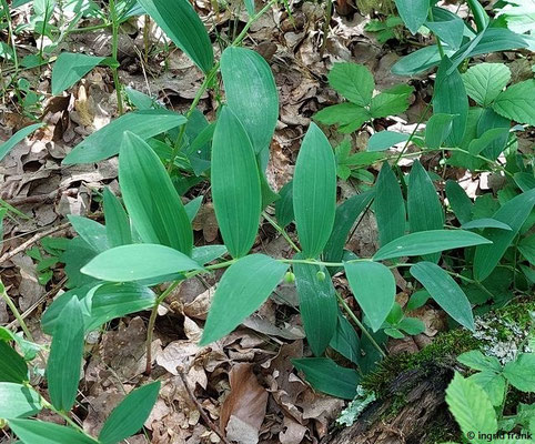 Polygonatum odoratum / Salomonsiegel