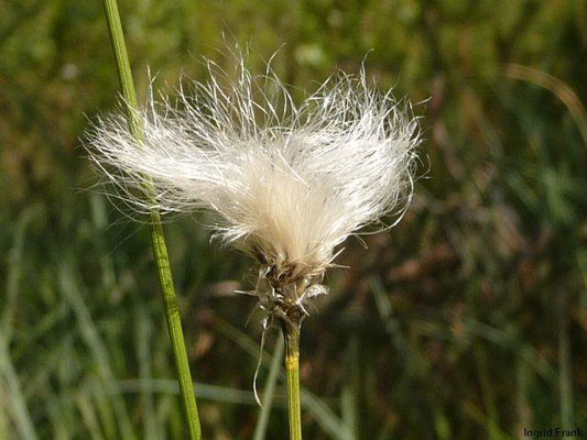 Eriophorum vaginatum / Scheiden-Wollgras