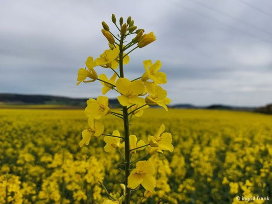 Brassica spec. (40 Arten)