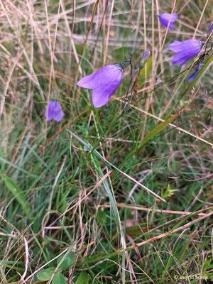Campanula rotundifolia / Rundblättrige Glockenblume    (08.08.2023; auf dem Beutenlay bei Münsingen)