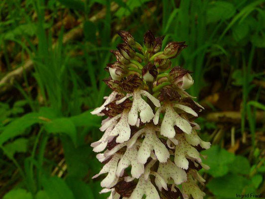 Orchis purpurea / Purpur-Knabenkraut  V-VI