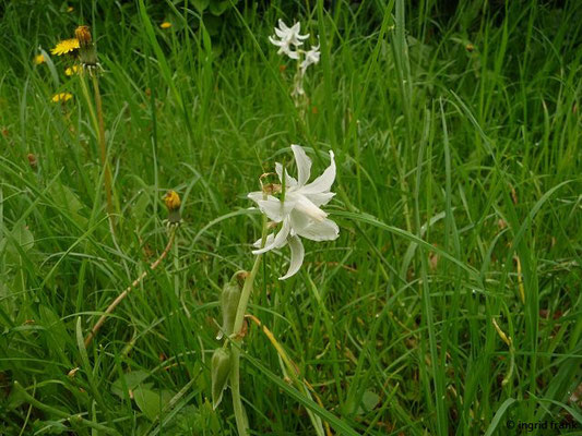 Ornithogalum nutans / Nickender Milchstern    IV-V