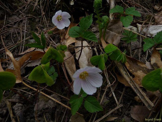 20.04.2010-Oxalis acetosella - Wald-Sauerklee