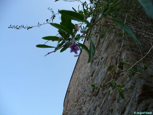 Lycium barbarum / Gewöhnlicher Bocksdorn    VI-IX