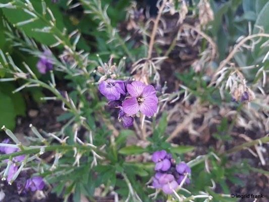Matthiola incana / Garten-Levkoje (31.05.2020; Edeltrauts Garten)