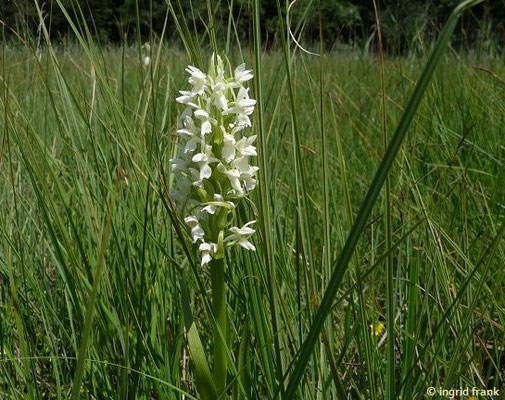 Dactylorhiza incrnata ssp. ochroleuca / Hellgelbe Fingerwurz