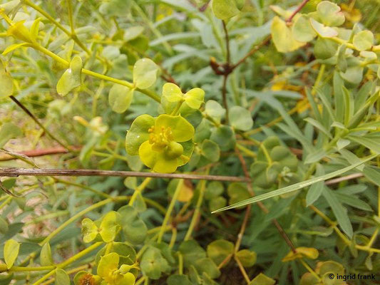 Euphorbia segueriana / Steppen-Wolfsmilch