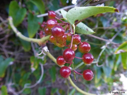 Smilax aspera / Raue Stechwinde    (03.05.2019; Italien, Toskana, am Strand bei San Vincenzo)