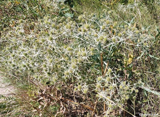 Eryngium campestre / Feld-Mannstreu (10.08.2023; Botanischer Garten Frankfurt am Main)