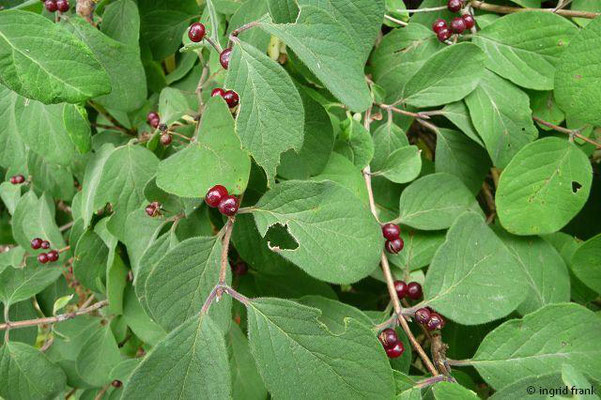 Lonicera xylosteum / Rote Heckenkirsche