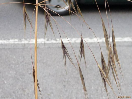 Bromus sterilis - Taube Trespe
