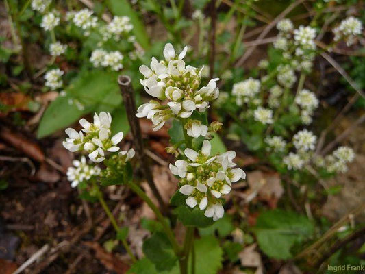 Cochlearia pyrenaica / Pyrenäen-Löfffelkraut