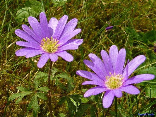 Anemone apeninna - Apeninnen-Anemone