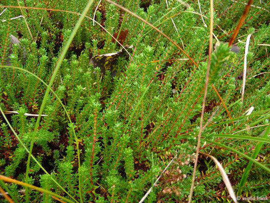 Empetrum nigrum ssp. nigrum / Schwarze Krähenbeere