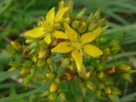 Hypericum tetrapterum / Flügel-Johanniskraut    VII-VIII