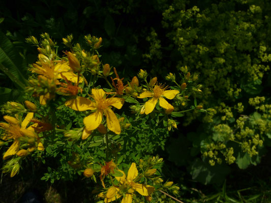 Hypericum perforatum / Tüpfel-Johanniskraut   (24.06.2010; Oberhofen; im eigenen Garten)