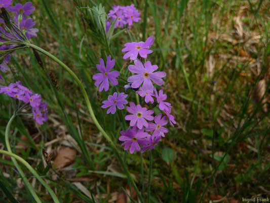 Primula farinosa / Meh-Primel    V-VII