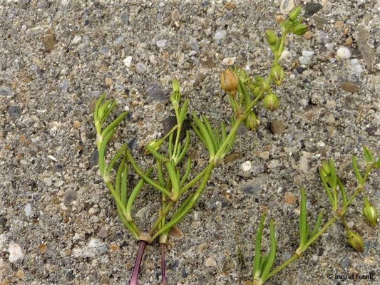 Spergularia salina - Salz-Schuppenmiere